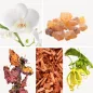 Preview: Duftnoten: Orchidee, Weihrauch, Patschuli, Sandelholz, Ylang-Ylang